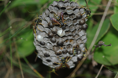 Polistes biglumis bimaculatus sul nido